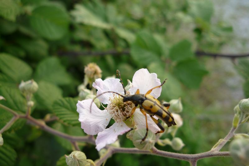 Strangalia maculata dalla Grecia o no?